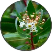 Catuaba
